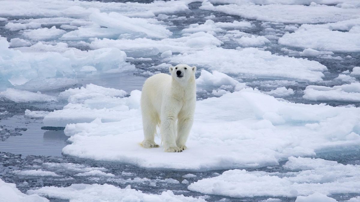 Der Eisbär auf einer schmelzenden Scholle ist eine Ikone für die Klimaerwärmung - leider eine falsche.